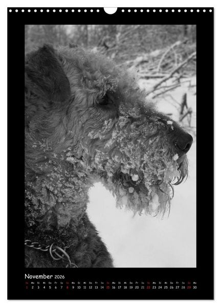 Produktbild: Der Airedale: Portraits eines "Dickkopfes" (Wandkalender 2026 DIN A3 hoch), CALVENDO Monatskalender