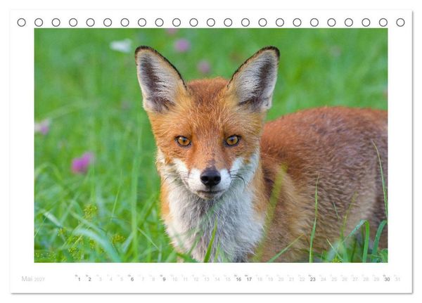 Produktbild: Der Rotfuchs (Tischkalender 2027 DIN A5 quer), CALVENDO Monatskalender