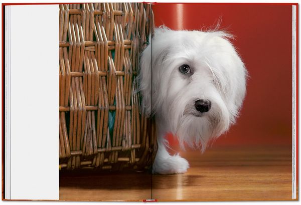 Produktbild: Walter Chandoha. Dogs. Photographs 1941&ndash;1991