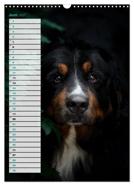 Produktbild: Berner Sennenhunde im Laufe der Jahreszeiten (Wandkalender 2027 DIN A3 hoch), CALVENDO Monatskalender