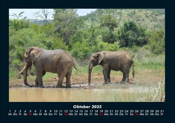 Produktbild: Der Elefantenkalender 2025 Fotokalender DIN A4
