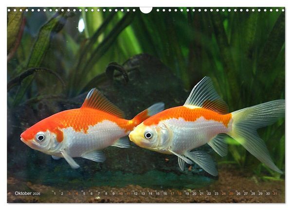 Produktbild: Goldfischportraits (Wandkalender 2026 DIN A3 quer), CALVENDO Monatskalender