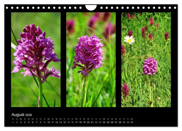 Produktbild: Heimische Orchideen im Dreierpack (Wandkalender 2026 DIN A4 quer), CALVENDO Monatskalender