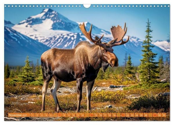 Produktbild: Elche und B&auml;ren in Alaska (Wandkalender 2027 DIN A3 quer), CALVENDO Monatskalender