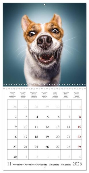 Produktbild: Funny Dog Faces (Wall Calendar 2026 12 &times; 12 Inch) CALVENDO 12 Month Wall Calendar