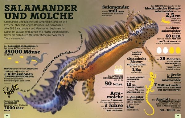 Produktbild: Unsere Welt in Zahlen. Tiere