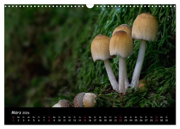Produktbild: Pilzgalerie (Wandkalender 2026 DIN A3 quer), CALVENDO Monatskalender
