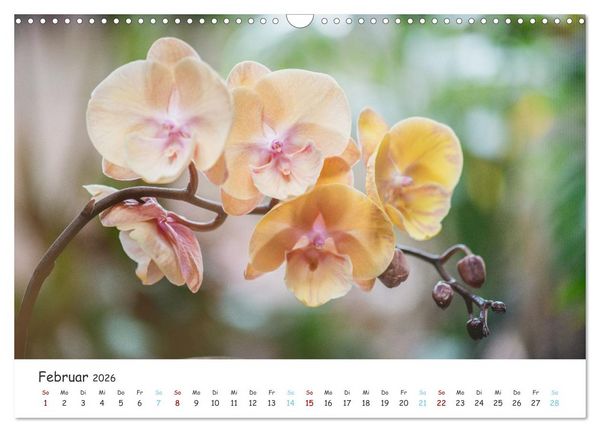 Produktbild: Im Schatten der Orchidee (Wandkalender 2026 DIN A3 quer), CALVENDO Monatskalender