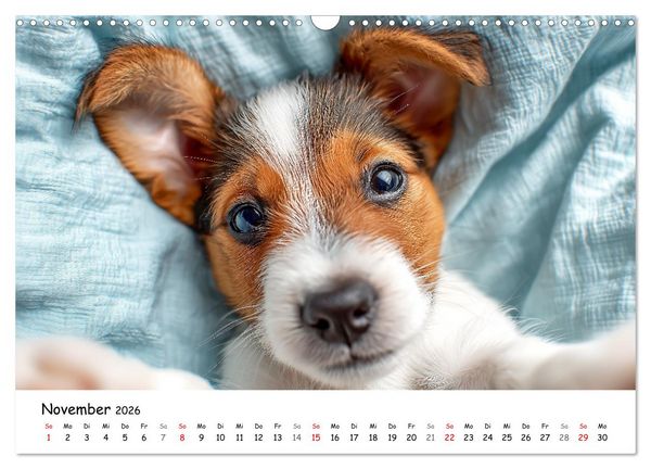 Produktbild: JACK RUSSEL - Kleine Hunde mit gro&szlig;em Charakter (Wandkalender 2026 DIN A3 quer), CALVENDO Monatskalender