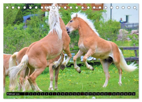 Produktbild: Pferde im Passeiertal (Tischkalender 2026 DIN A5 quer), CALVENDO Monatskalender