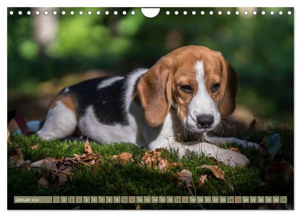 Produktbild: Beaglebabys auf Entdeckungstour (Wandkalender 2026 DIN A4 quer), CALVENDO Monatskalender