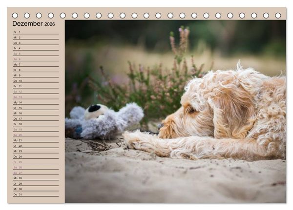 Produktbild: Ein Labradoodle-Welpe in der Heide (Tischkalender 2026 DIN A5 quer), CALVENDO Monatskalender