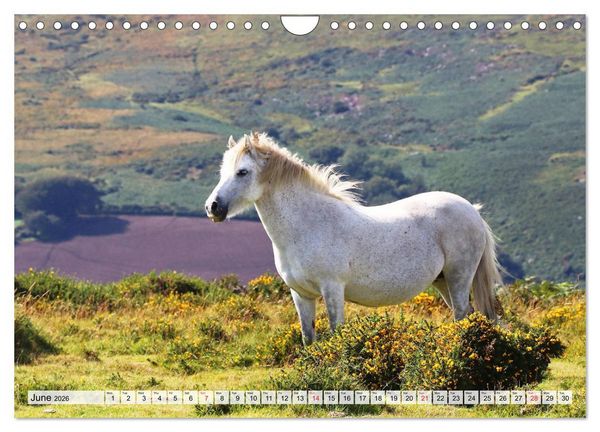 Produktbild: Magic South of England (Wall Calendar 2026 DIN A4 landscape), CALVENDO 12 Month Wall Calendar