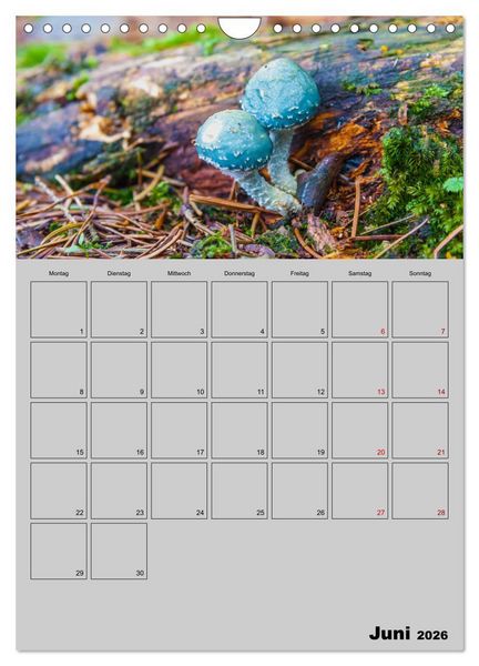 Produktbild: Quer durch die Pilze (Wandkalender 2026 DIN A4 hoch), CALVENDO Monatskalender