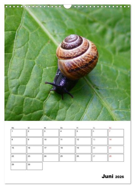 Produktbild: Die geheimnisvolle Welt der Schnecken (Wandkalender 2026 DIN A3 hoch), CALVENDO Monatskalender