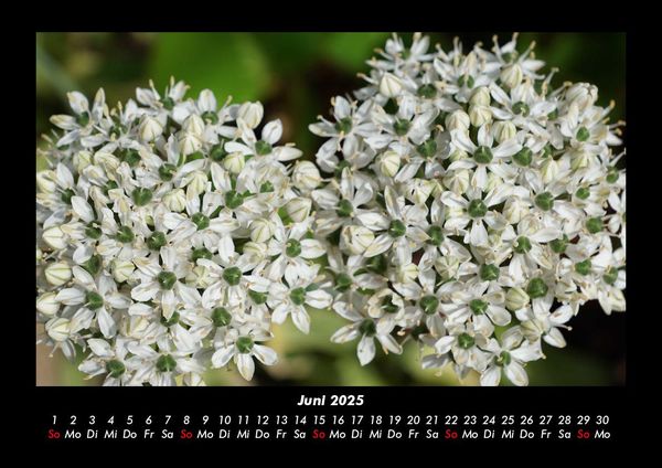 Produktbild: Blumentraum 2025 Fotokalender DIN A3