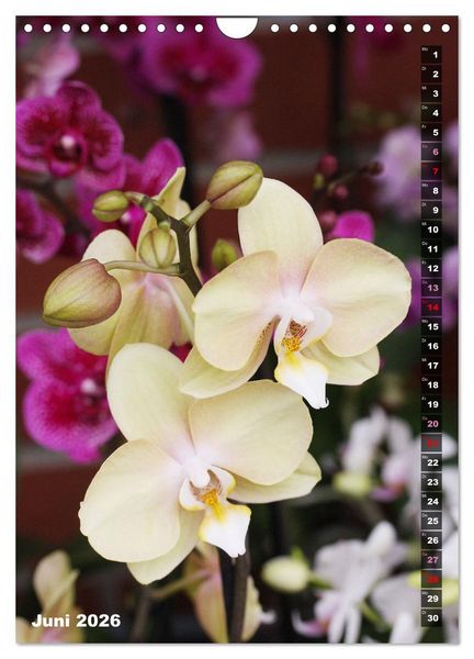 Produktbild: Freude an Orchideen (Wandkalender 2026 DIN A4 hoch), CALVENDO Monatskalender
