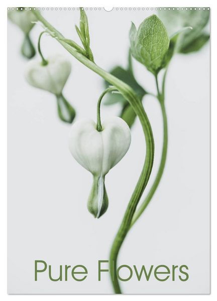 Produktbild: Pure Flowers (Wandkalender 2026 DIN A2 hoch), CALVENDO Monatskalender