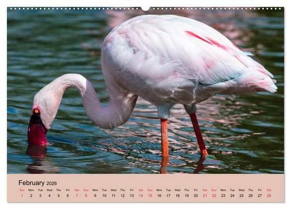 Produktbild: Just Flamingos (High Quality Premium Wall Calendar 2026 DIN A2 landscape),CALVENDO 12 Month Wall Calendar