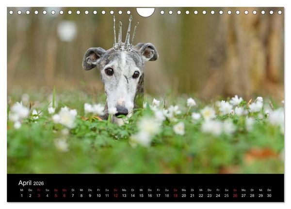 Produktbild: Der Windhundekalender (Wandkalender 2026 DIN A4 quer), CALVENDO Monatskalender