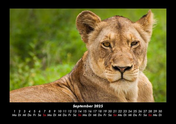 Produktbild: Der Tierkalender 2025 Fotokalender DIN A3