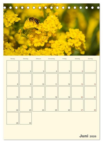 Produktbild: Bienen im Naturgarten (Tischkalender 2026 DIN A5 hoch), CALVENDO Monatskalender
