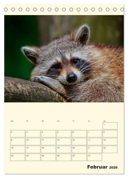 Produktbild: Drolliger Waschb&auml;r (Tischkalender 2026 DIN A5 hoch), CALVENDO Monatskalender