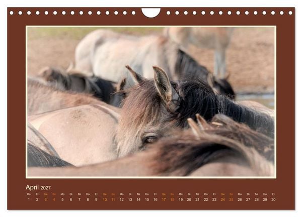 Produktbild: Die letzten Wilden - freilebende Pferde in D&uuml;lmen (Wandkalender 2027 DIN A4 quer), CALVENDO Monatskalender