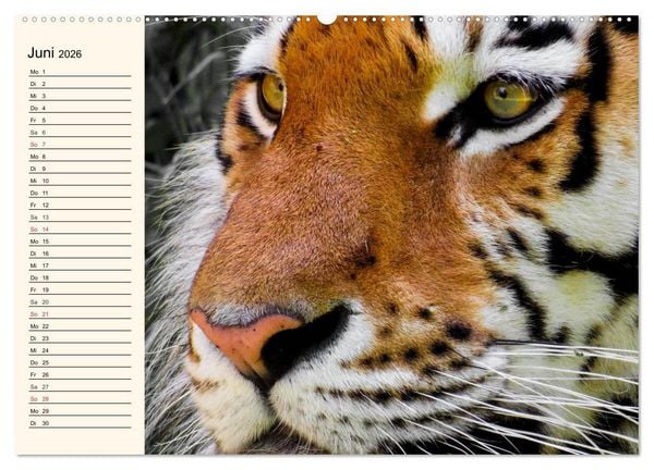 Produktbild: Tiger. Gestreift, wild und sch&ouml;n (hochwertiger Premium Wandkalender 2026 DIN A2 quer), Kunstdruck in Hochglanz