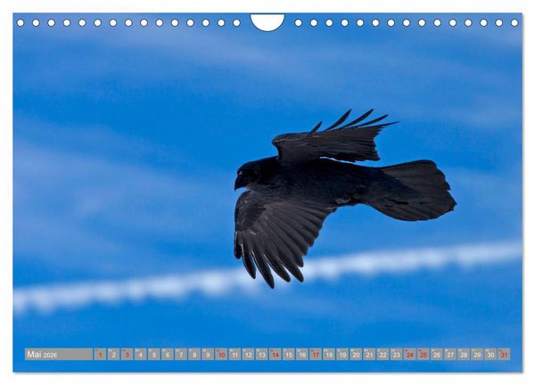 Produktbild: Wir sind die fliegenden Stars (Wandkalender 2026 DIN A4 quer), CALVENDO Monatskalender