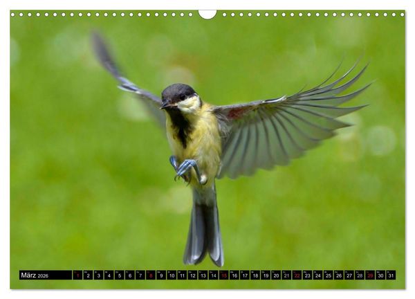 Produktbild: Die Sch&ouml;nheit der Gartenv&ouml;gel im Flug (Wandkalender 2026 DIN A3 quer), CALVENDO Monatskalender