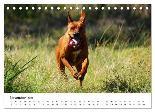 Produktbild: Rhodesian Ridgebacks in Aktion (Tischkalender 2026 DIN A5 quer), CALVENDO Monatskalender