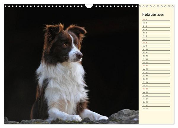 Produktbild: Border Collie 2026 (Wandkalender 2026 DIN A3 quer), CALVENDO Monatskalender
