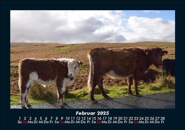 Produktbild: Kuhkalender 2025 Fotokalender DIN A5