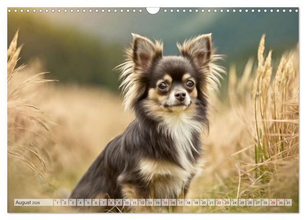 Produktbild: Chihuahuas - Kleine Hunde - gro&szlig;e Temperamentb&uuml;ndel (Wandkalender 2026 DIN A3 quer), CALVENDO Monatskalender