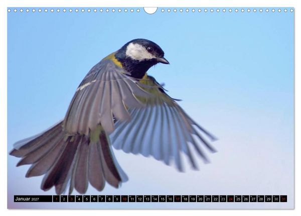 Produktbild: Die Sch&ouml;nheit der Gartenv&ouml;gel im Flug (Wandkalender 2027 DIN A3 quer), CALVENDO Monatskalender
