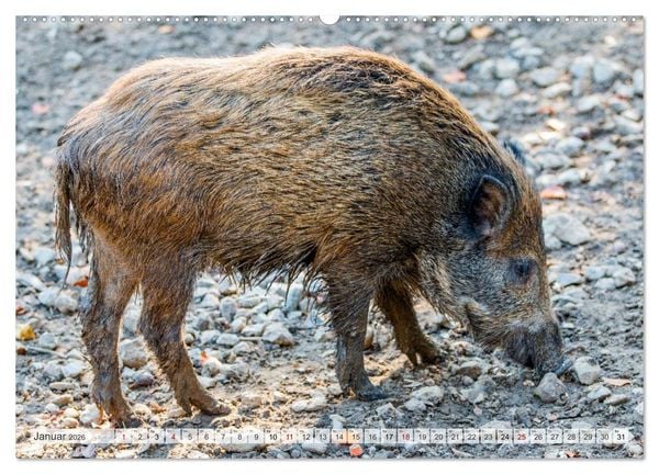 Produktbild: Wildschweine - Im Schatten des Waldes (Wandkalender 2026 DIN A2 quer), CALVENDO Monatskalender
