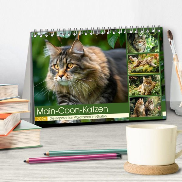 Produktbild: Main-Coon-Katzen. Die imposanten Waldkatzen im Garten (Tischkalender 2026 DIN A5 quer), CALVENDO Monatskalender