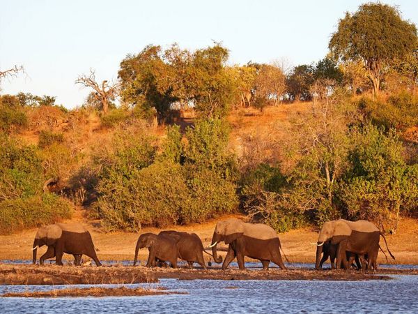 Produktbild: CALVENDO Puzzle Elefanten am Fluss, Afrika | 1000 Teile Lege-Gr&ouml;&szlig;e 64x48cm Foto-Puzzle f&uuml;r gl&uuml;ckliche Stunden
