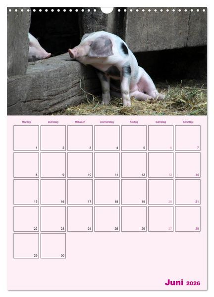 Produktbild: Schweinischer Terminplaner (Wandkalender 2026 DIN A3 hoch), CALVENDO Monatskalender