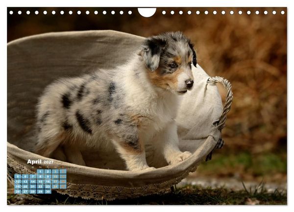 Produktbild: Lillyfee und ein K&ouml;rbchen voller Gl&uuml;ck (Wandkalender 2027 DIN A4 quer), CALVENDO Monatskalender