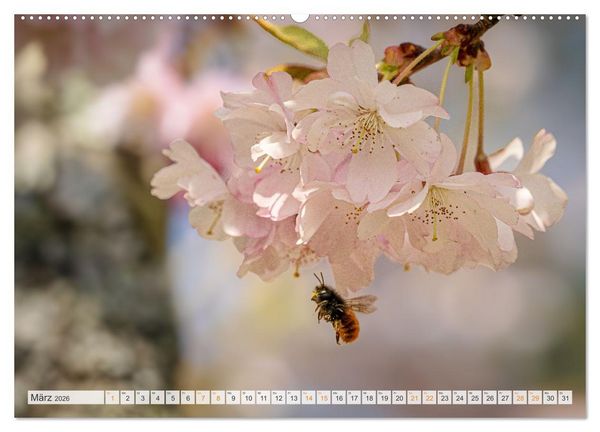 Produktbild: Bienen und Hummeln in Aktion (hochwertiger Premium Wandkalender 2026 DIN A2 quer), Kunstdruck in Hochglanz