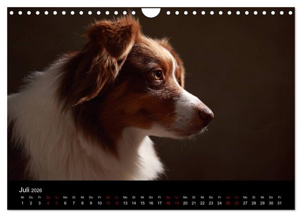 Produktbild: Charmante Australian Shepherds (Wandkalender 2026 DIN A4 quer), CALVENDO Monatskalender