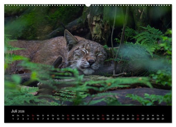 Produktbild: Der Luchs (hochwertiger Premium Wandkalender 2026 DIN A2 quer), Kunstdruck in Hochglanz