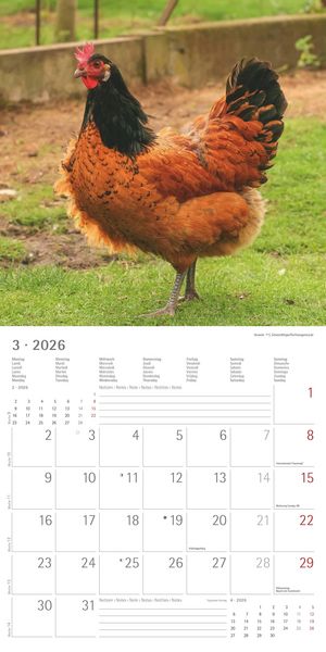 Produktbild: Hühner 2026 - Broschürenkalender 30x30 cm (30x60 geöffnet) - Kalender mit Platz für Notizen - Hühner - Bildkalender - Wandkalender - Hühnerkalender