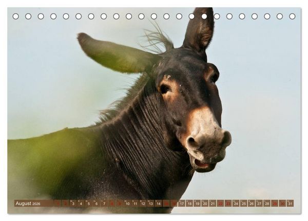 Produktbild: Esel - Sixtus Loreley (Tischkalender 2026 DIN A5 quer), CALVENDO Monatskalender