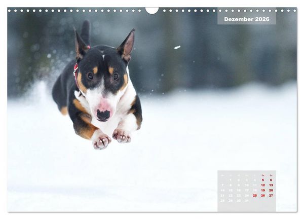 Produktbild: Bullterrier 2026 Frech und fr&ouml;hlich durch das Jahr (Wandkalender 2026 DIN A3 quer), CALVENDO Monatskalender