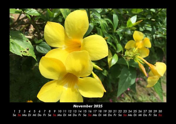 Produktbild: Blumentr&auml;ume 2025 Fotokalender DIN A3