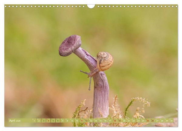 Produktbild: Wundersame Pilzwelten (Wandkalender 2026 DIN A3 quer), CALVENDO Monatskalender