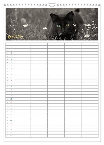 Produktbild: Miezekatzen Planungskalender (Wandkalender 2026 DIN A3 hoch), CALVENDO Monatskalender